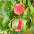 Looking For A Peach Orchard Near Me? Here's Why Organic Orchards Are The Way To Go