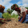 Top Organic Farming Techniques At The Largest Black-Owned Organic Farm Ranch Near Los Angeles CA