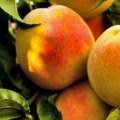 Discover The Best Tasting Summer Peaches Grown With Organic Farming Practices