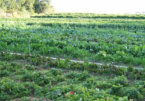 The Power of Organic Farming: A Comprehensive Look at its Benefits