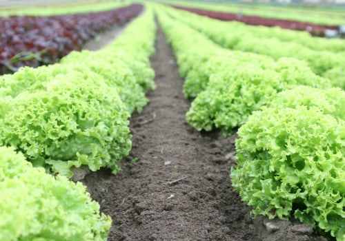 The High Costs and Other Disadvantages of Organic Farming