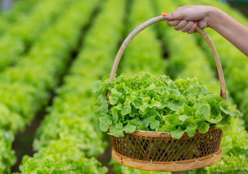 The High Costs of Organic Gardening: A Closer Look at its Disadvantages