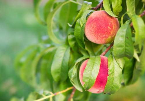 Looking For A Peach Orchard Near Me? Here's Why Organic Orchards Are The Way To Go