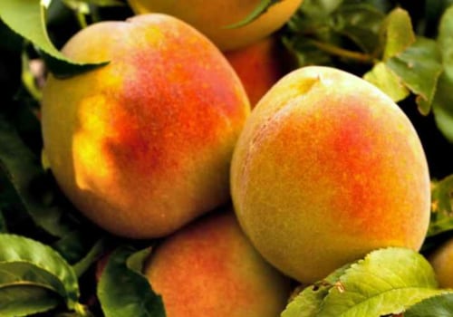 Discover The Best Tasting Summer Peaches Grown With Organic Farming Practices