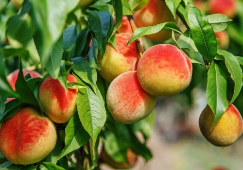 Transform Your Health With The Organic Freestone Peaches Fruit Subscription Delivery Plan